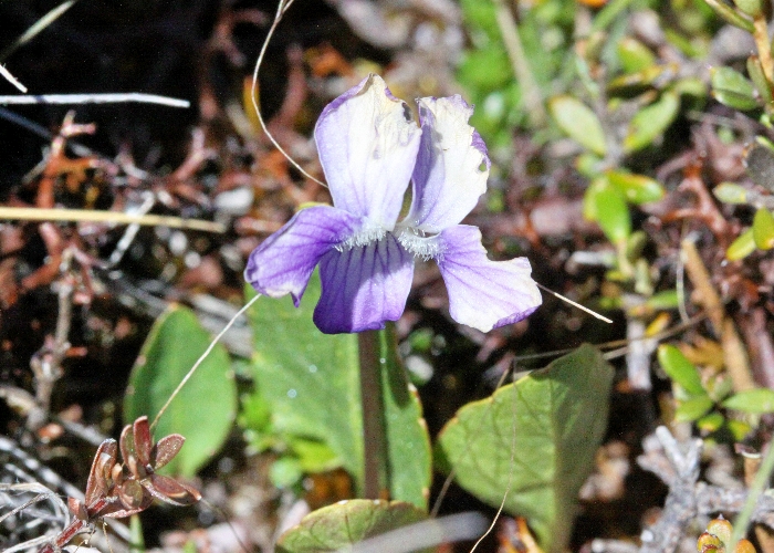 Australian Plants Violaceae
